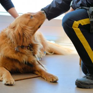Dr. Binfet: Cops and Therapy Canines: Wagging Tails Reduce Stress